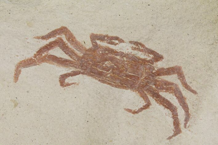 Miocene Pea Crab (Pinnixa) Fossil - California #177013
